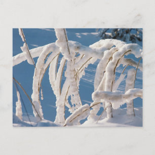 Snow Covered Twigs Postcard