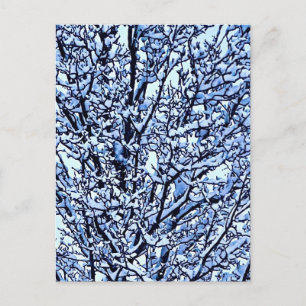 Snow Covered Winter Tree Branches Photo Postcard