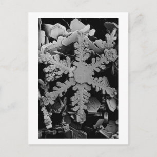 Snow Crystal Postcard
