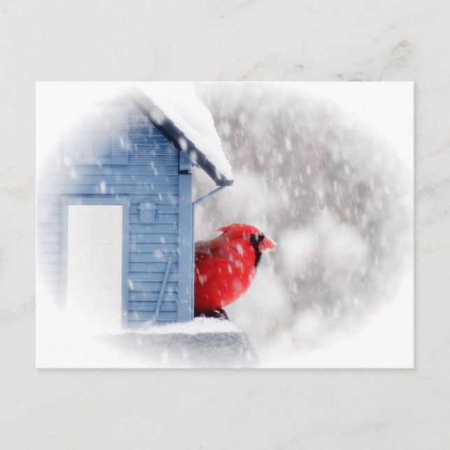 Snow Day Cardinal - Bird Postcard (Front)