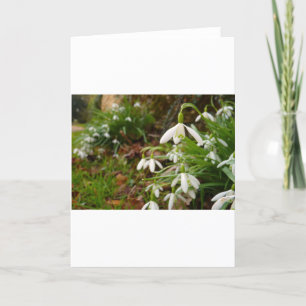 Snow Drops Card