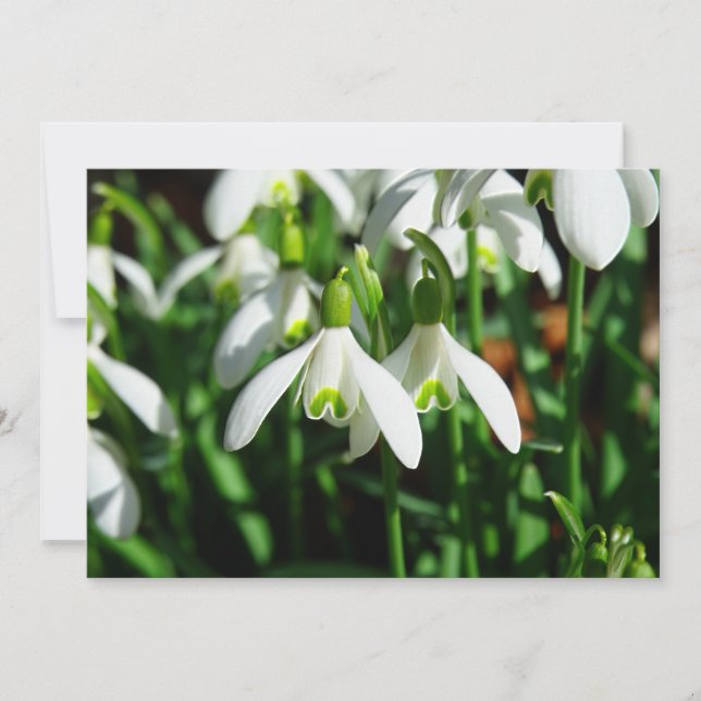 Snow Drops - Winter Blooming Bulb Flowers (Front)