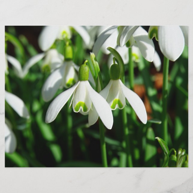 Snow Drops - Winter Blooming Bulb Flowers Flyer (Front)