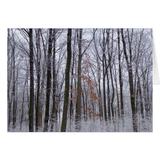 Snow Dusted Forest Winter Landscape Photography (Front Horizontal)