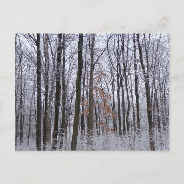 Snow Dusted Forest Winter Landscape Photography Postcard (Front)