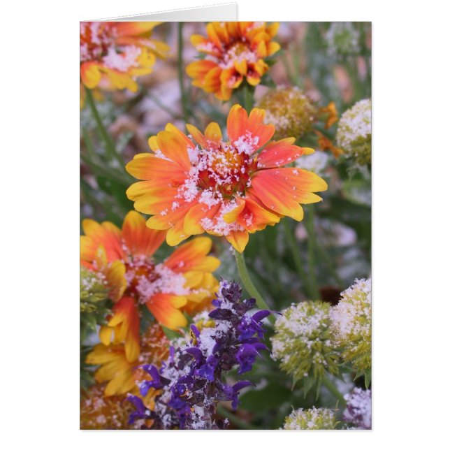 Snow-dusted gaillardia (Front)