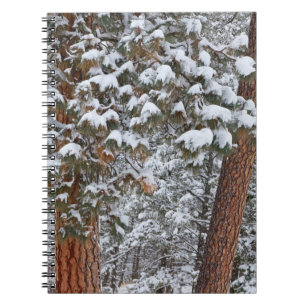 Snow fills the boughs of ponderosa pine trees spiral notebook