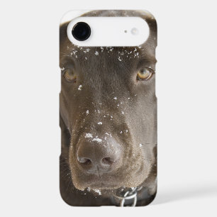 Snow Flake Covered Chocolate Lab Photo Close Up