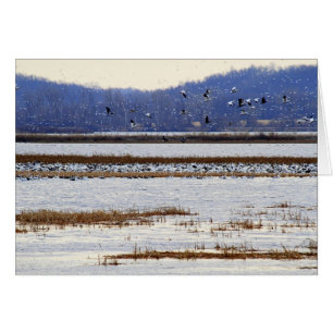Snow Geese at Sunrise at Squaw Creek Wildlife