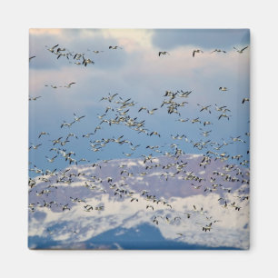 Snow geese during spring migration 2 magnet