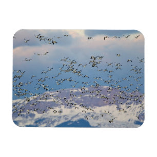Snow geese during spring migration magnet