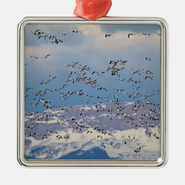 Snow geese during spring migration metal tree decoration (Front)