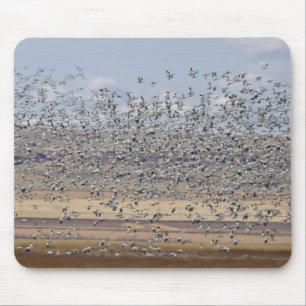 Snow geese during spring migration mouse pad