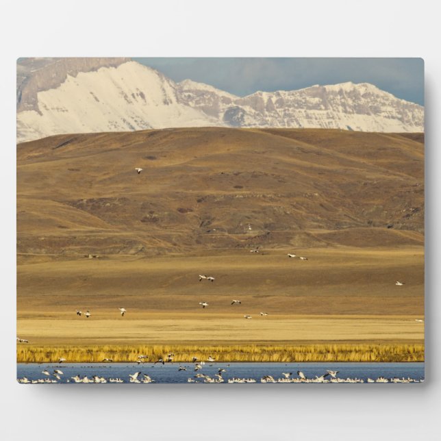 Snow geese during spring migration plaque (Front)
