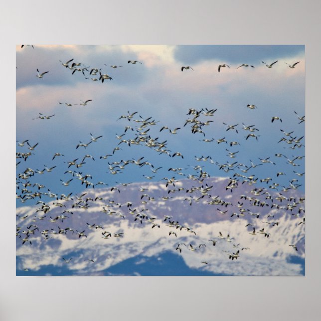 Snow geese during spring migration poster (Front)