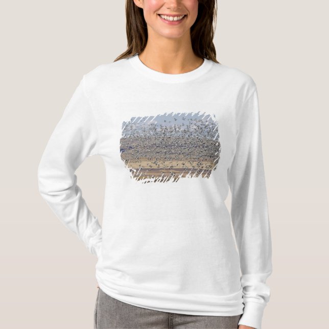 Snow geese during spring migration T-Shirt (Front)