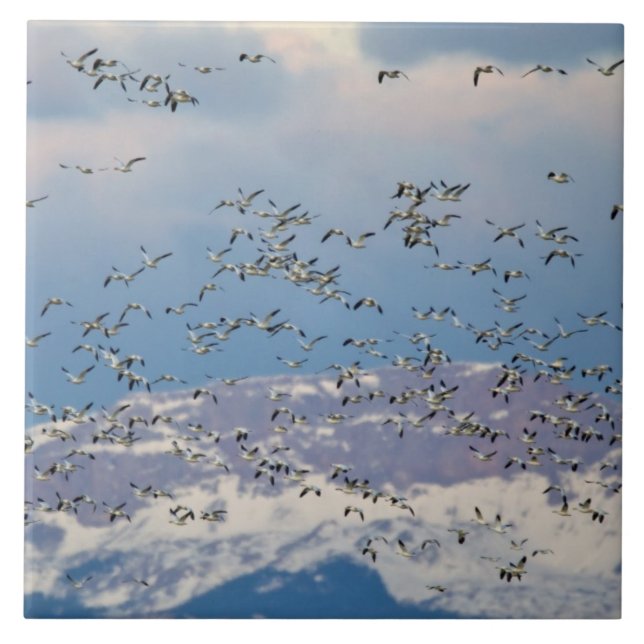 Snow geese during spring migration tile (Front)