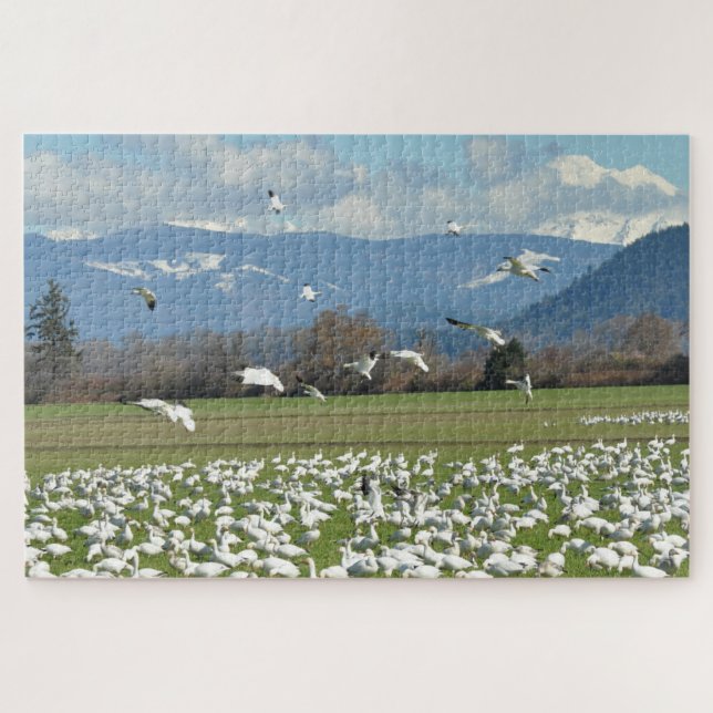 Snow Geese in a Field Jigsaw Puzzle (Horizontal)