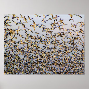 Snow Geese in Mount Vernon Poster