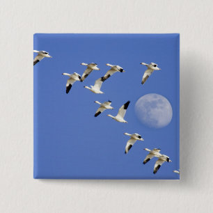 Snow geese take flight at Freezeout Lake NWR 15 Cm Square Badge