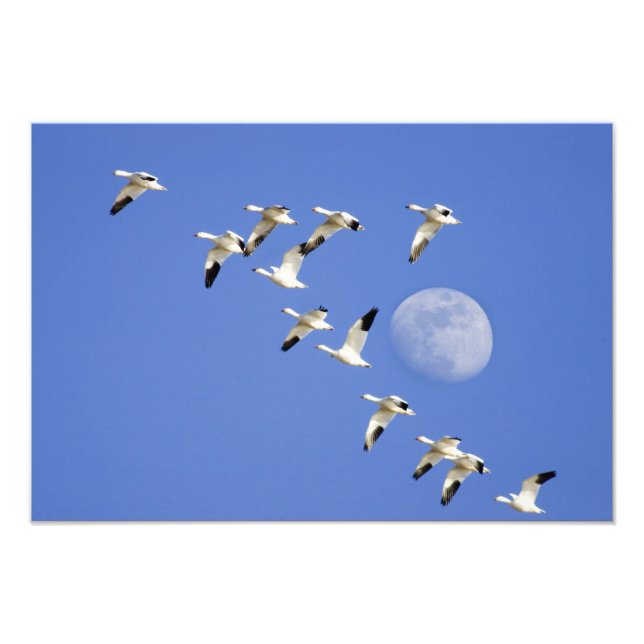 Snow geese take flight at Freezeout Lake NWR Photo Print (Front)