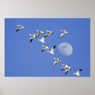 Snow geese take flight at Freezeout Lake NWR Poster