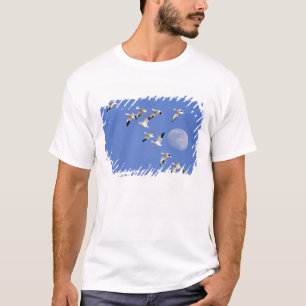 Snow geese take flight at Freezeout Lake NWR T-Shirt