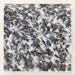 Snow Goose blast off  Glass Coaster