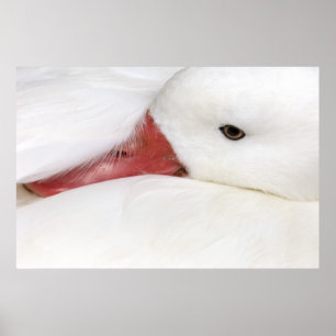 Snow Goose Chen caerulescens), captive in Poster