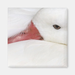 Snow Goose Chen caerulescens Magnet