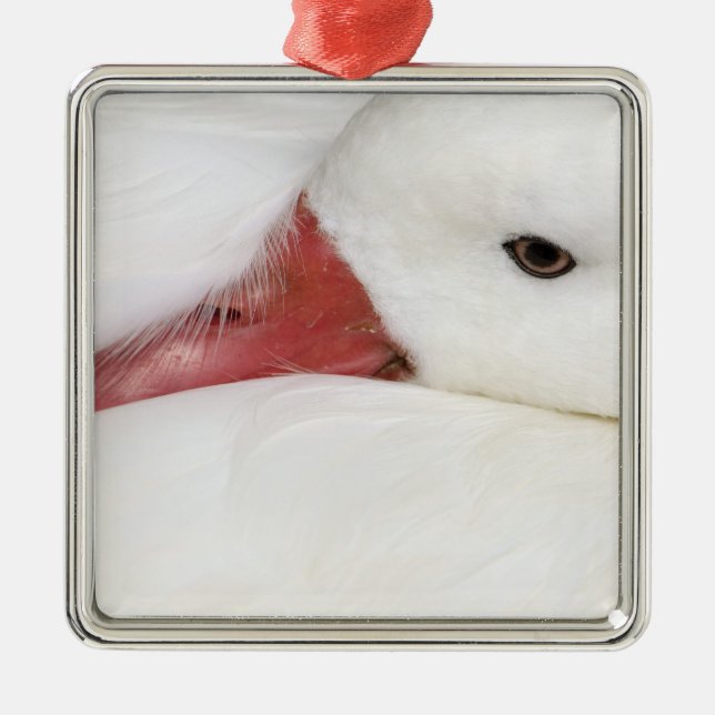 Snow Goose Chen caerulescens Metal Tree Decoration (Front)