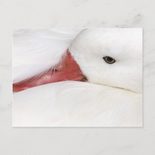 Snow Goose Chen caerulescens Postcard (Front)