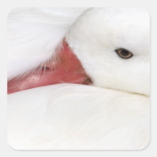 Snow Goose Chen caerulescens Square Sticker