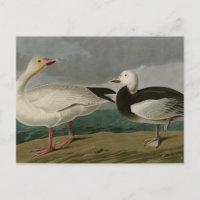 Snow Goose from Audubon's Birds of America