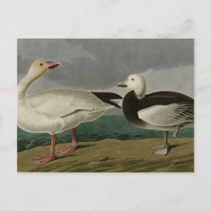Snow Goose from Audubon's Birds of America Postcard