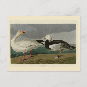 Snow Goose from Audubon's Birds of America Postcard