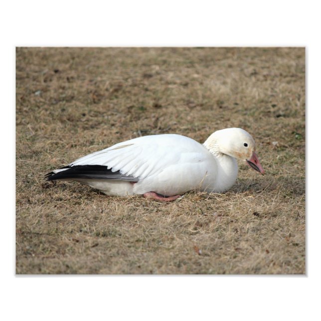 Snow Goose Photo (Front)