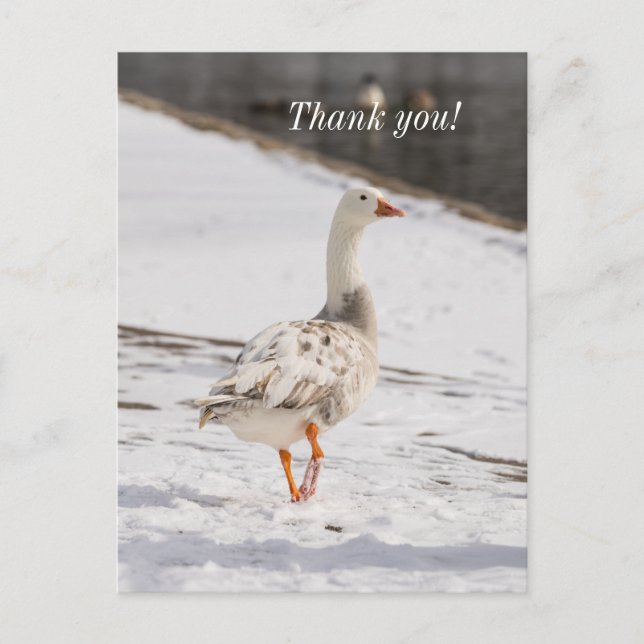 Snow Goose Strut Thank You Postcard (Front)