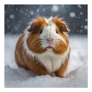Snow Guinea Pig Photo Print