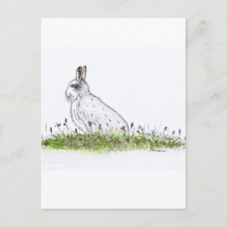 Snow Hare Postcard