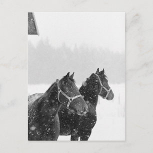 Snow Horses Postcard