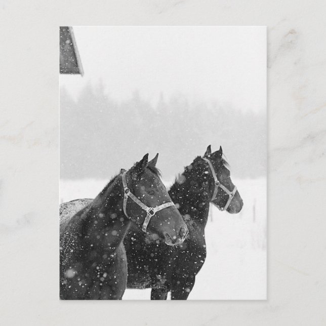 Snow Horses Postcard (Front)