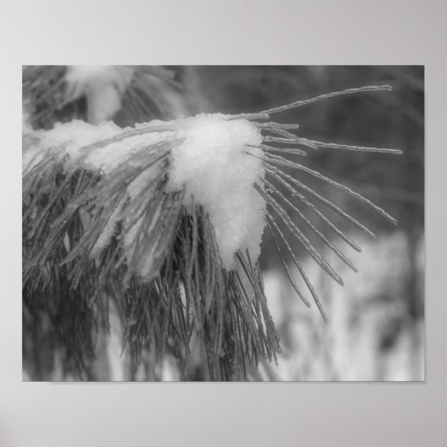 Snow Ice Pine Needles Black And White Nature  Poster (Front)
