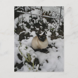 Snow Images, Snow Cat Postcard