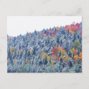 Snow in Autumn Postcard