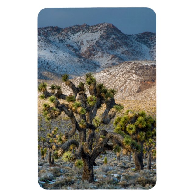 Snow In Death Valley Magnet (Vertical)