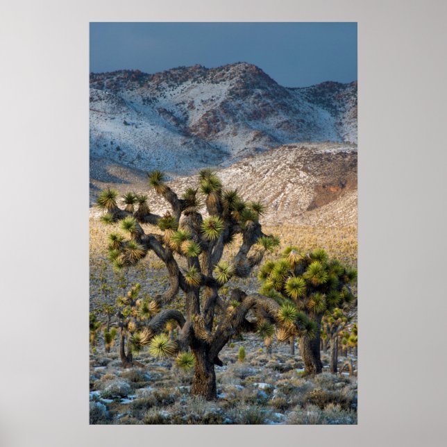 Snow In Death Valley Poster (Front)