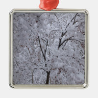 Snow-Laden Trees
