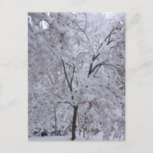 Snow-Laden Trees Postcard