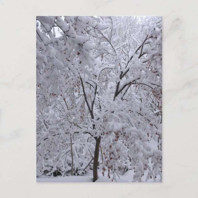 Snow-Laden Trees Postcard (Front)